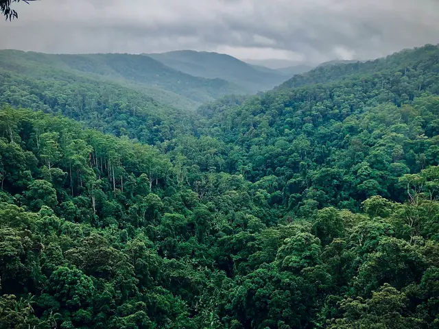 Regenwald | Foto: Foto von Waren Brasse auf Unsplash